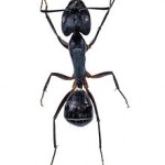 carpenter ant