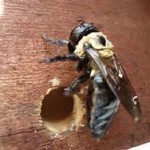 carpenter bee and hole